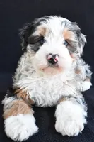 Caroline, a female Miniature Bernedoodle and Miniature Aussiedoodle for sale in Dundee, OH – 8 of 8