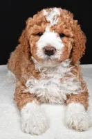 Ethan, a male Miniature Goldendoodle for sale in Dundee, OH – Photo 5 of 8