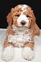 Ethan, a male Miniature Goldendoodle for sale in Dundee, OH – Photo 8 of 8