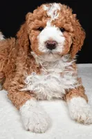 Ethan, a male Miniature Goldendoodle for sale in Dundee, OH – Photo 6 of 8