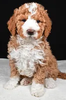 Ethan, a male Miniature Goldendoodle for sale in Dundee, OH – Photo 2 of 8