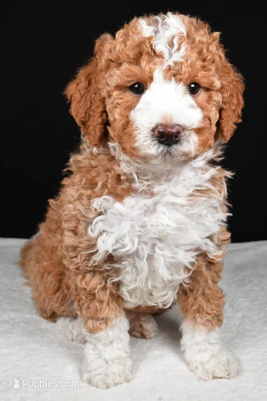 Ethan – Miniature Goldendoodle puppy for sale in Dundee, OH