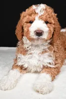 Ethan, a male Miniature Goldendoodle for sale in Dundee, OH – Photo 7 of 8