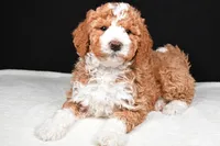 Ethan, a male Miniature Goldendoodle for sale in Dundee, OH – Photo 4 of 8