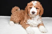 Ethan, a male Miniature Goldendoodle for sale in Dundee, OH – Photo 3 of 8