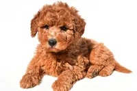 Miley, a female Miniature Goldendoodle for sale in Dundee, OH – 4 of 9