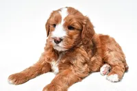 Landrie, a female Miniature Goldendoodle for sale in Dundee, OH – 3 of 6