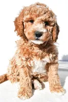 Justin, a male Miniature Goldendoodle for sale in Dundee, OH – 1 of 8