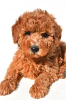 Miley, a female Miniature Goldendoodle for sale in Dundee, OH – 9 of 9