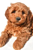 Braxton, a male Miniature Goldendoodle for sale in Dundee, OH – 7 of 10