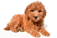 Miley, a female Miniature Goldendoodle for sale in Dundee, OH – 5 of 9
