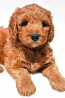 Jared, a male Miniature Goldendoodle for sale in Dundee, OH – 6 of 9