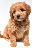Klhoe, a female Miniature Goldendoodle for sale in Dundee, OH – 2 of 7
