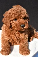 Jade, a female Miniature Goldendoodle for sale in Dundee, OH – 6 of 8