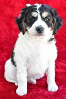 Colleen, a female Miniature Bernedoodle and Miniature Aussiedoodle for sale in Dundee, OH – 8 of 9