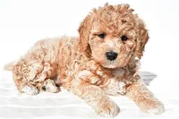 Bella, a female Miniature Goldendoodle for sale in Dundee, OH – 6 of 8