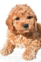 Alice, a female Miniature Goldendoodle for sale in Dundee, OH – 4 of 8