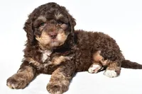 Quinten, a male Miniature Bernedoodle for sale in Dundee, OH – 3 of 6