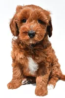 Austin, a male Miniature Goldendoodle for sale in Dundee, OH – 2 of 8