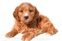Conner, a male Miniature Goldendoodle for sale in Dundee, OH – 3 of 7