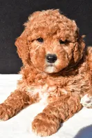 Sophia, a female Miniature Goldendoodle for sale in Dundee, OH – 6 of 8