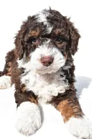 Derrick, a male Miniature Bernedoodle for sale in Dundee, OH – 4 of 5