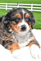 Lilly, a female Miniature Bernedoodle and Miniature Aussiedoodle for sale in Dundee, OH – 7 of 8