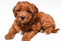 Austin, a male Miniature Goldendoodle for sale in Dundee, OH – 4 of 8