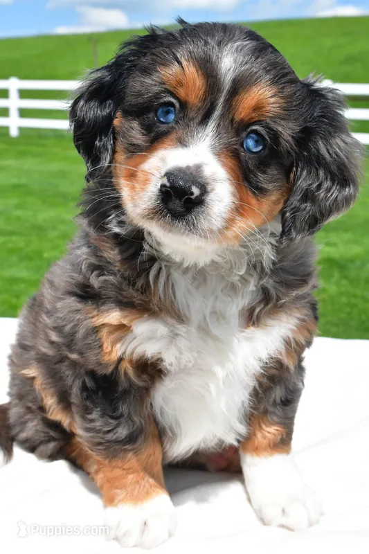 Lilly – Miniature Bernedoodle, Miniature Aussiedoodle puppy for sale in Dundee, OH