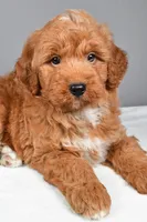 Brady, a male Miniature Goldendoodle for sale in Dundee, OH – 6 of 10