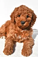 Ashton, a male Miniature Goldendoodle for sale in Dundee, OH – 5 of 9