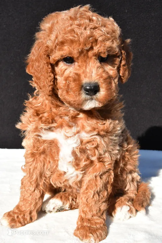 Sophia – Miniature Goldendoodle puppy for sale in Dundee, OH