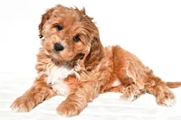 Kara, a female Miniature Goldendoodle for sale in Dundee, OH – 3 of 8