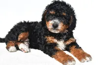 Nick, a male Miniature Bernedoodle for sale in Dundee, OH – 3 of 5