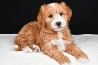 Conner, a male Miniature Labradoodle for sale in Dundee, OH – Photo 3 of 8