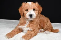 Conner, a male Miniature Labradoodle for sale in Dundee, OH – Photo 4 of 8
