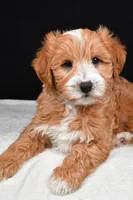 Conner, a male Miniature Labradoodle for sale in Dundee, OH – Photo 6 of 8