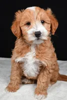 Conner, a male Miniature Labradoodle for sale in Dundee, OH – Photo 2 of 8