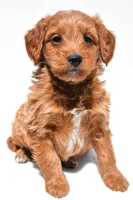 Derrick, a male Miniature Goldendoodle for sale in Dundee, OH – Photo 2 of 8