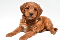 Derrick, a male Miniature Goldendoodle for sale in Dundee, OH – Photo 3 of 8