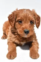 Derrick, a male Miniature Goldendoodle for sale in Dundee, OH – Photo 7 of 8