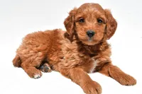 Derrick, a male Miniature Goldendoodle for sale in Dundee, OH – Photo 6 of 8