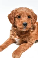 Derrick, a male Miniature Goldendoodle for sale in Dundee, OH – Photo 5 of 8