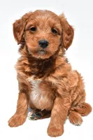 Derrick, a male Miniature Goldendoodle for sale in Dundee, OH – Photo 1 of 8