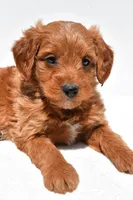 Derrick, a male Miniature Goldendoodle for sale in Dundee, OH – Photo 4 of 8