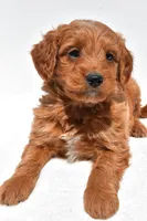 Derrick, a male Miniature Goldendoodle for sale in Dundee, OH – Photo 8 of 8