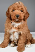 Brady, a male Miniature Goldendoodle for sale in Dundee, OH – 8 of 10