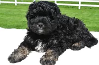 Zachery, a male Miniature Bernedoodle and Miniature Aussiedoodle for sale in Dundee, OH – 4 of 7