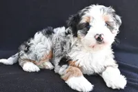 Caroline, a female Miniature Bernedoodle and Miniature Aussiedoodle for sale in Dundee, OH – 3 of 8