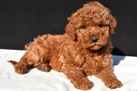 Jade, a female Miniature Goldendoodle for sale in Dundee, OH – 4 of 8